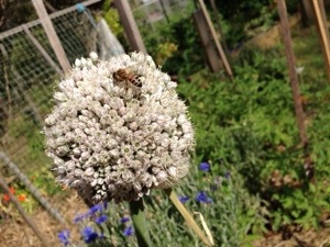 Bee on leek flower head