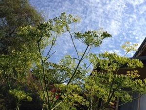 Parsnip against the sky