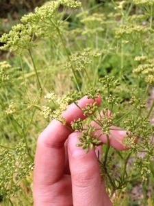 Parsley flowers
