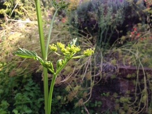 Parsnip flowers unfurling