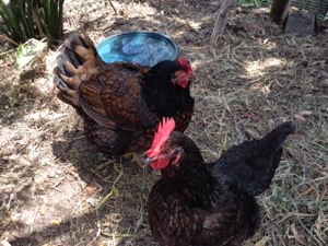 Harriet is going clucky.