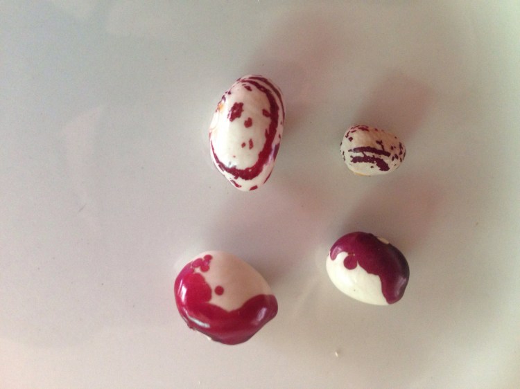 Fresh beans versus dried.