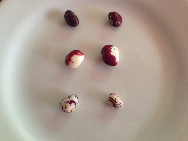 Different types of bean.