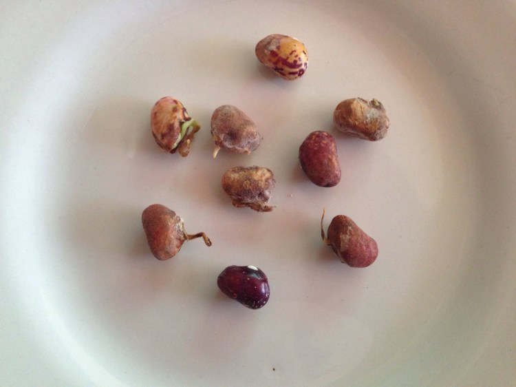 Sprouting and mouldy beans