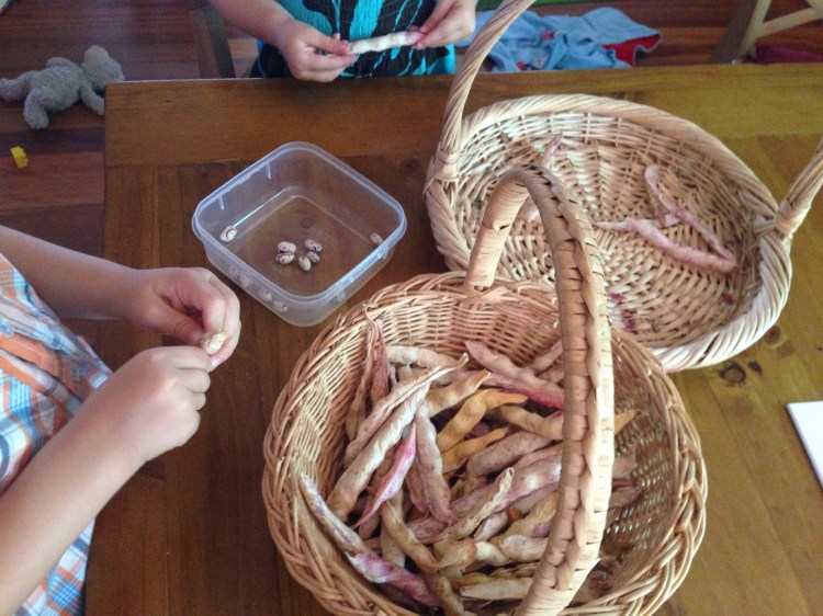My kids shelling beans.