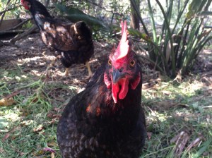 Boss chook gives the camera a steely eye