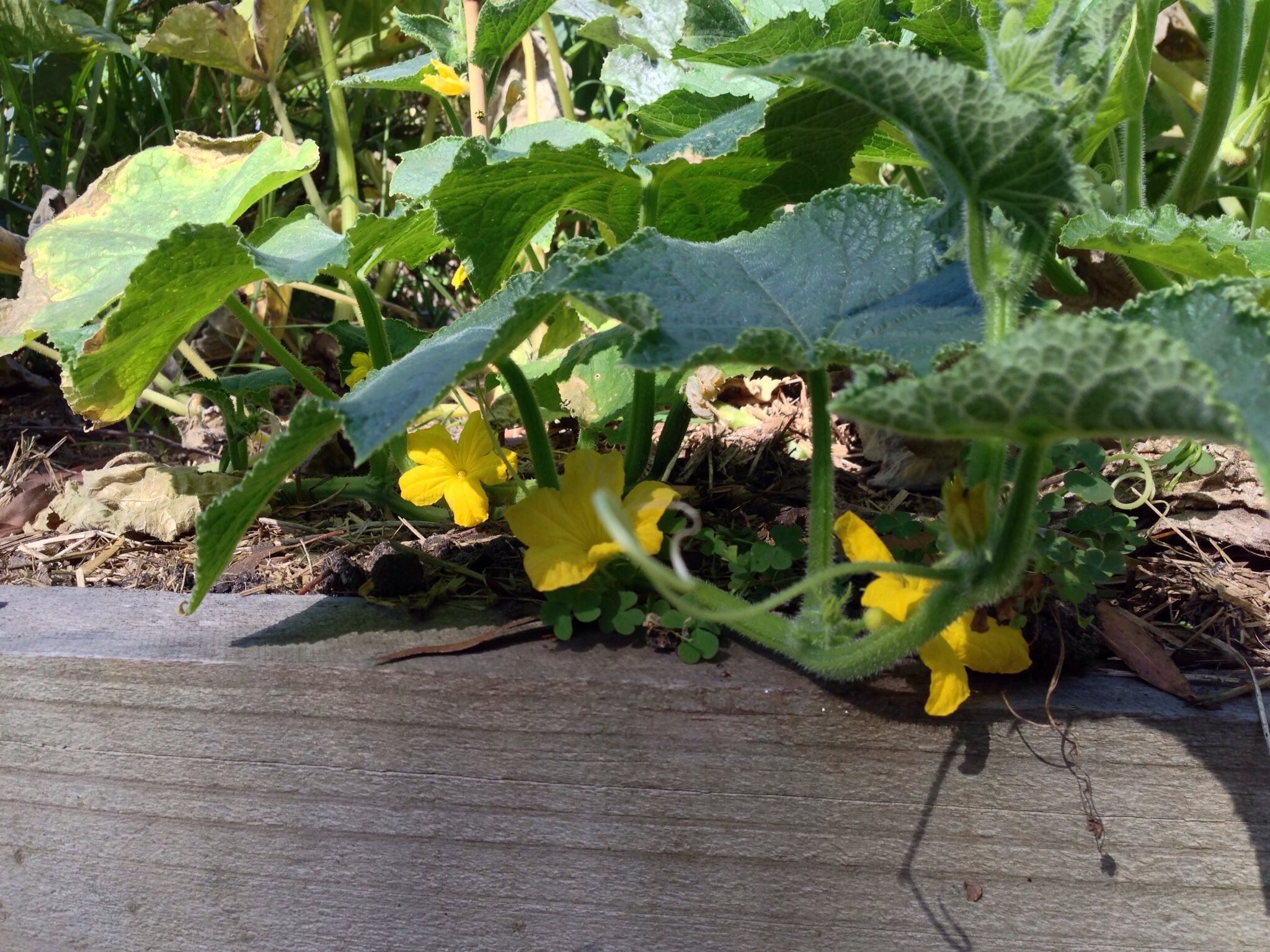 Flowering Cucumber tendril