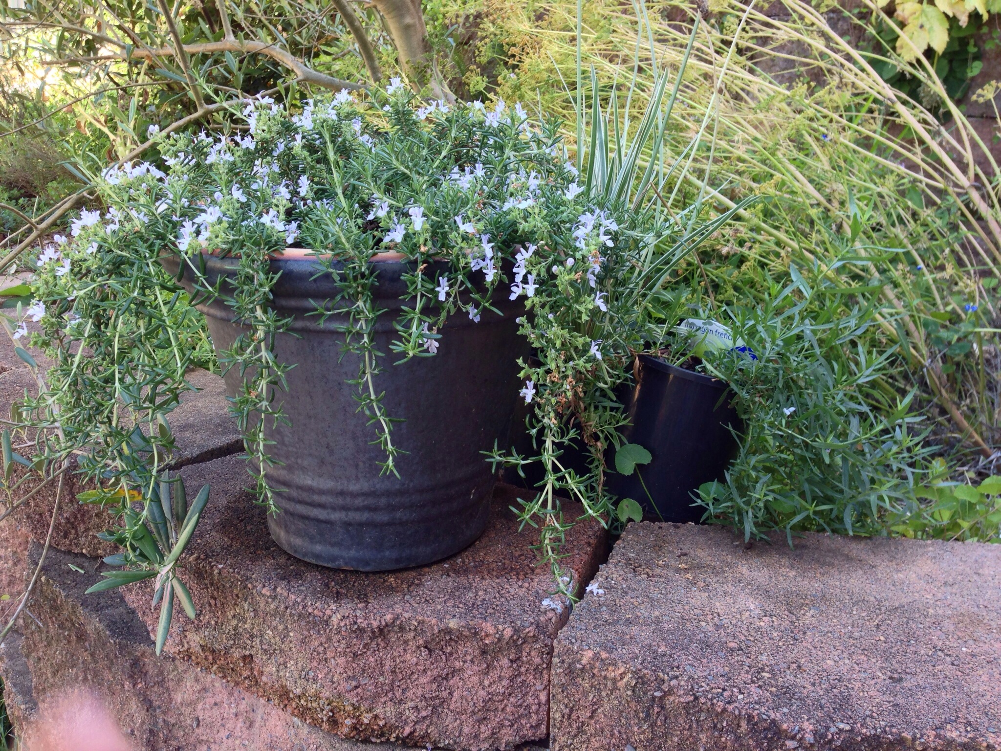 Trailing Rosemary, and French Tarragon