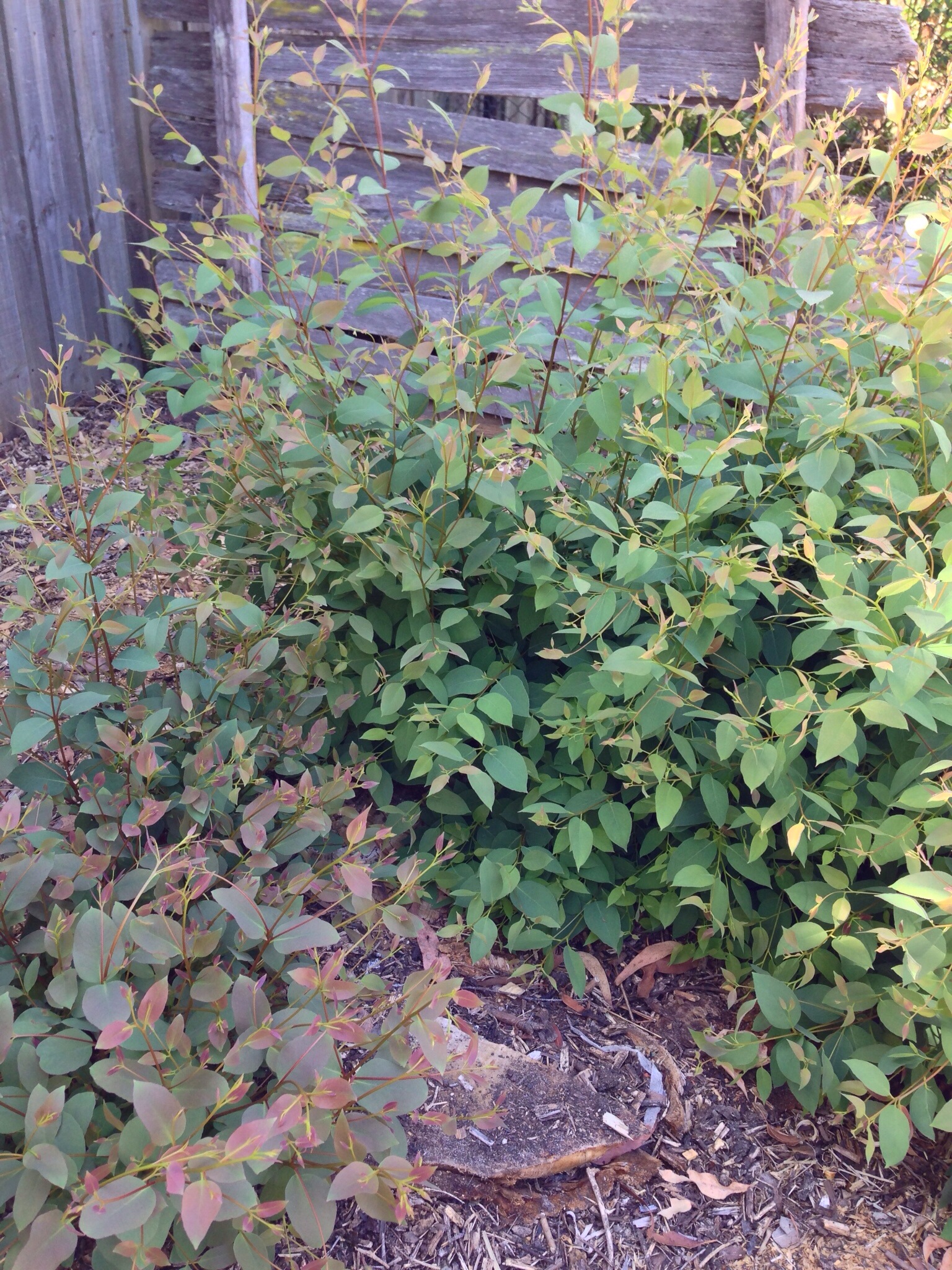 Shoots from the stump of an old Peppermint Gum tree