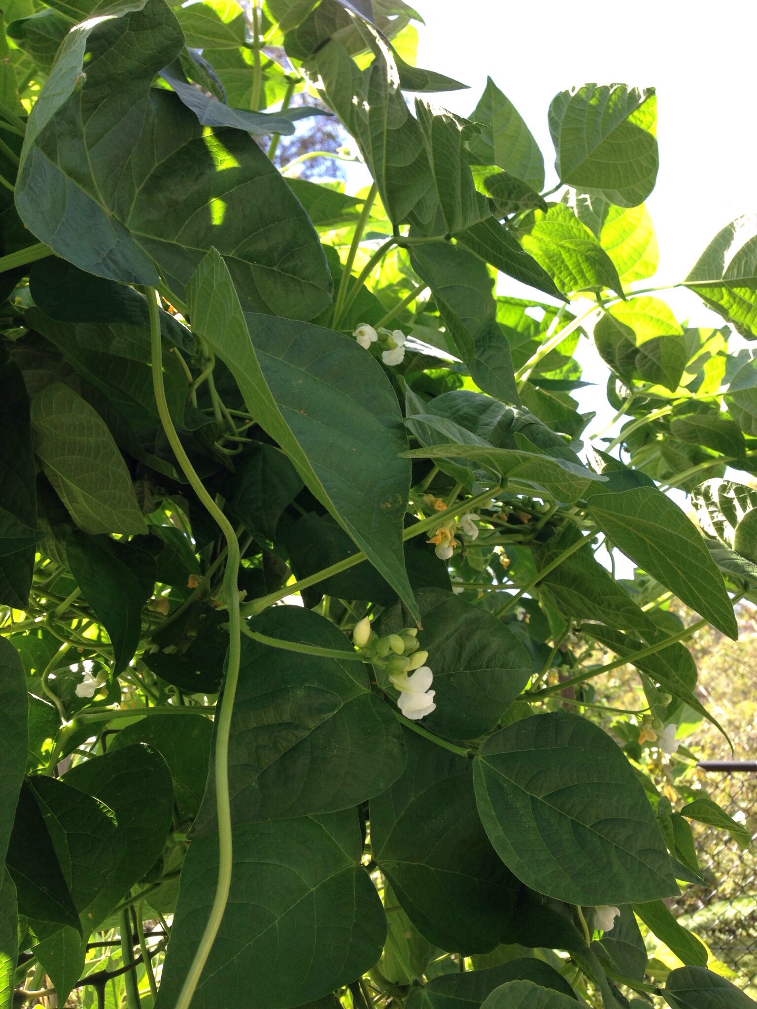 Flowering green beans