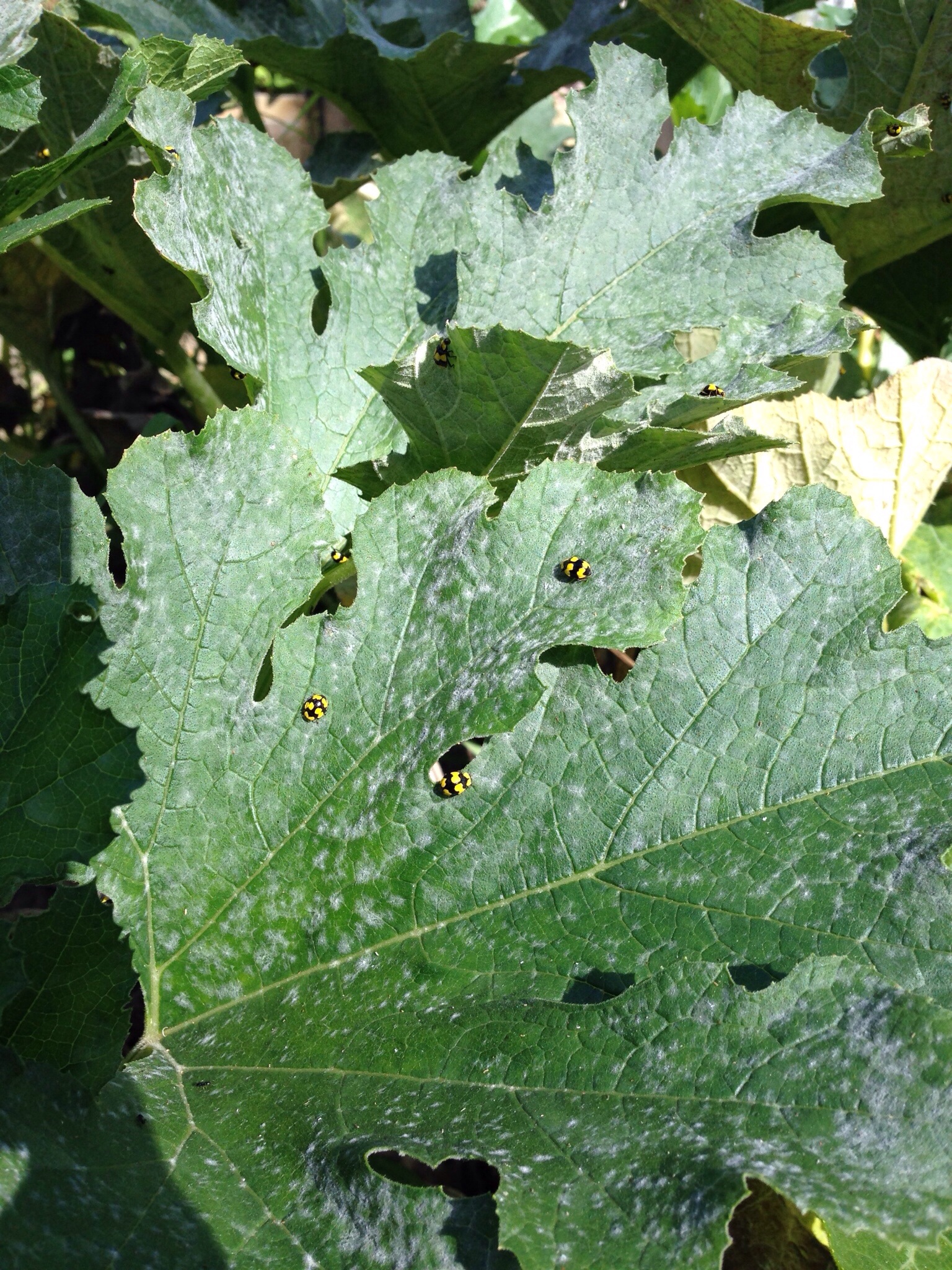 Yellow ladybugs love to eat the powdery mildew!