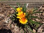 Gazanias recovering well alongside our orchard fence.