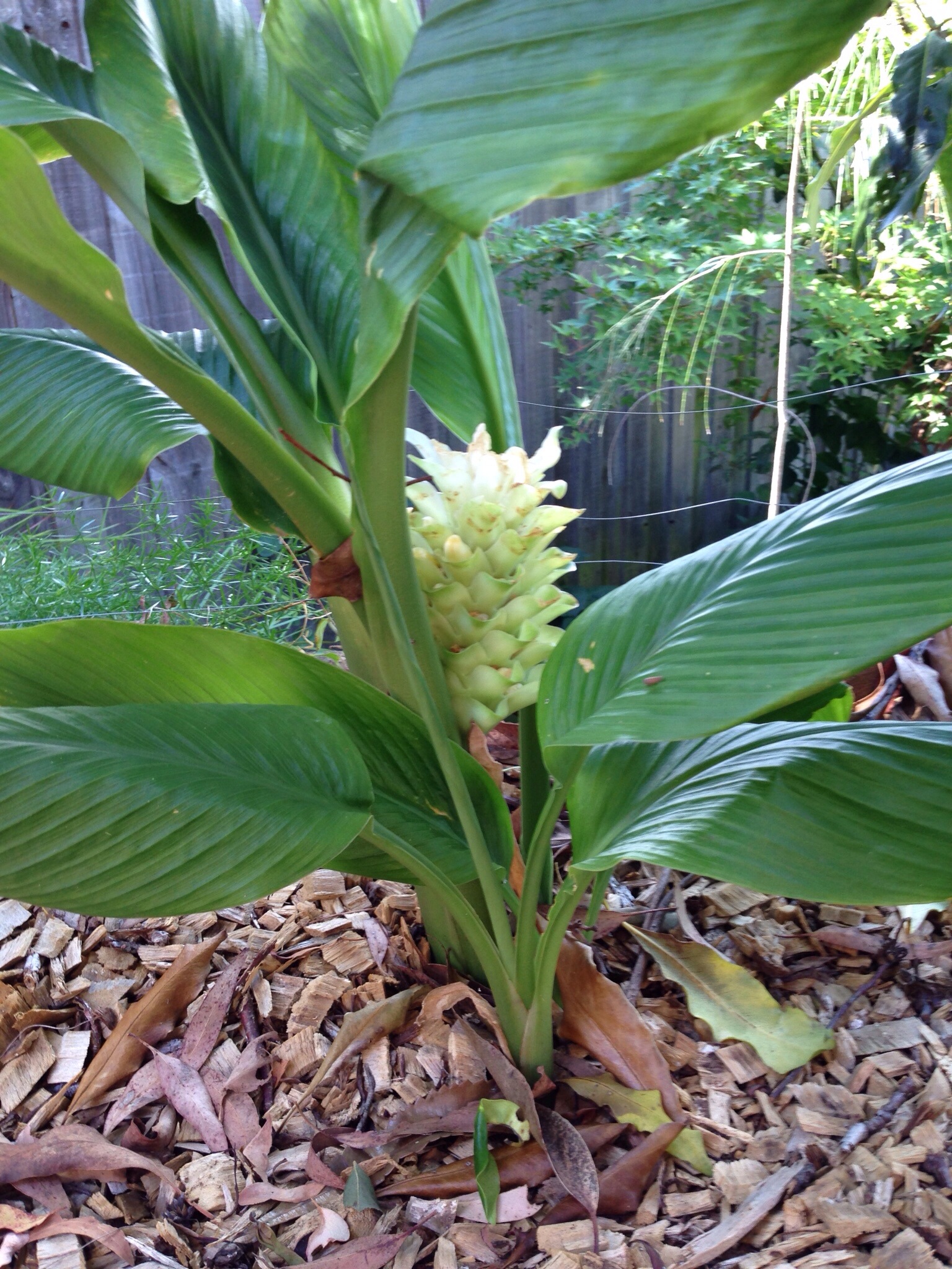 Turmeric flower spike