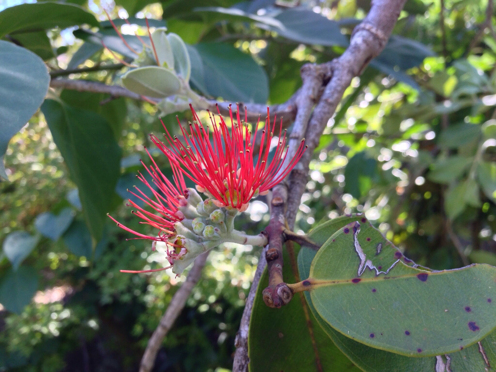 A flowering gum tree (I think!)
