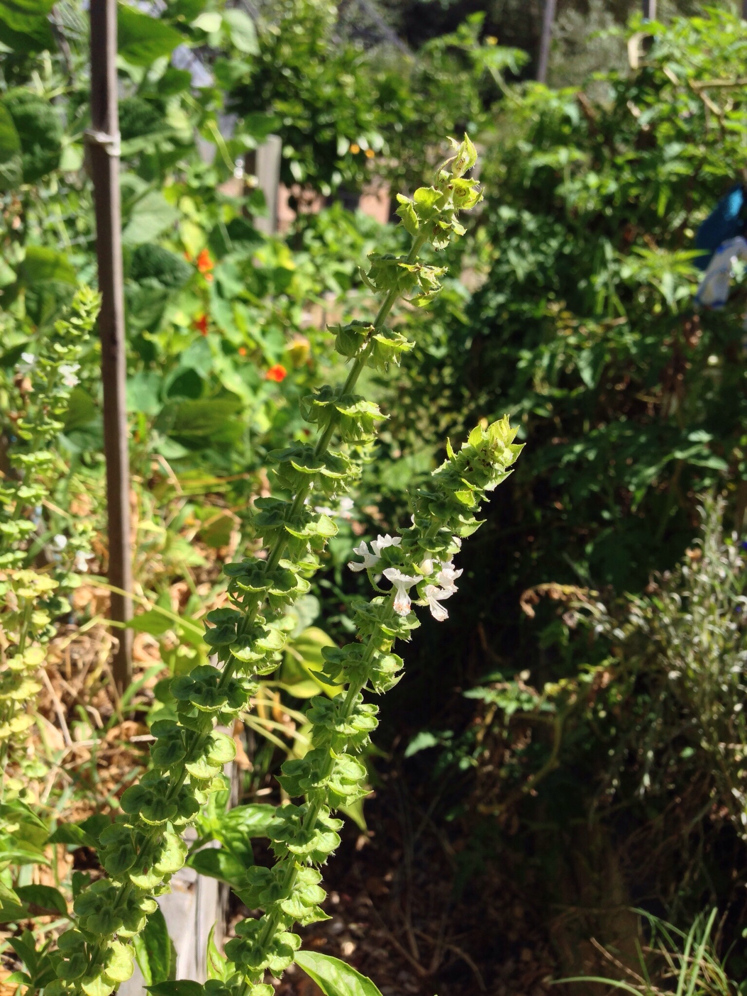 Basil flowering and beginning to set seed
