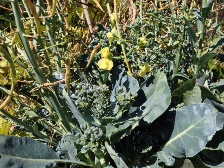 Seeding Broccoli plant