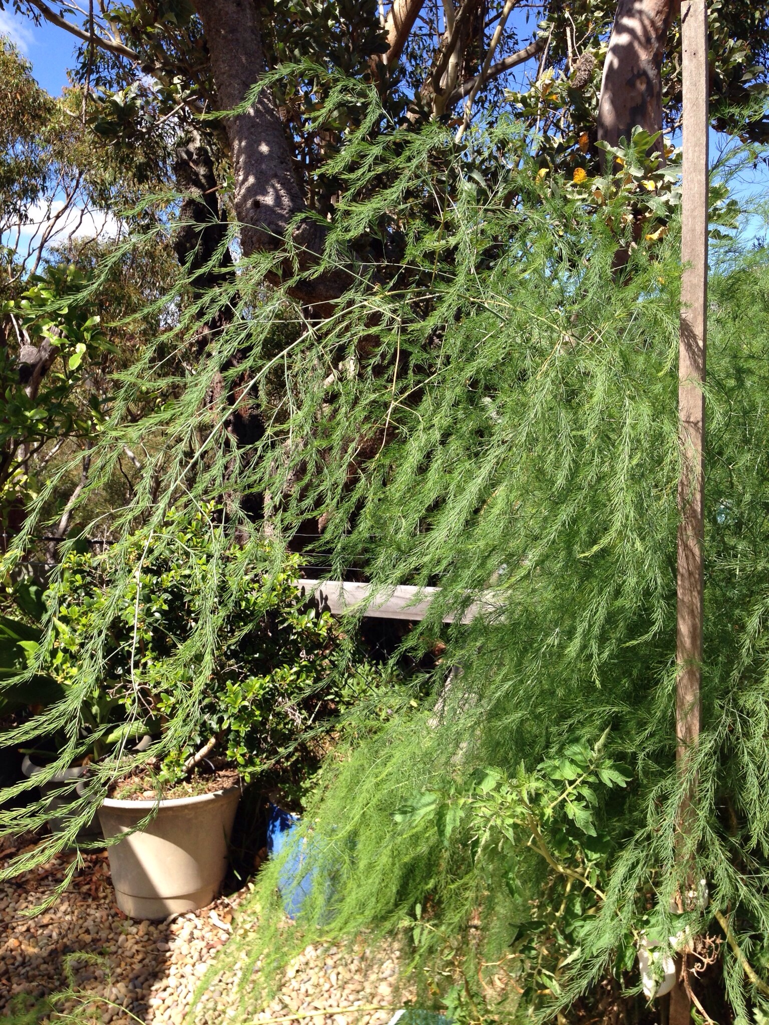 Ferny Asparagus foliage