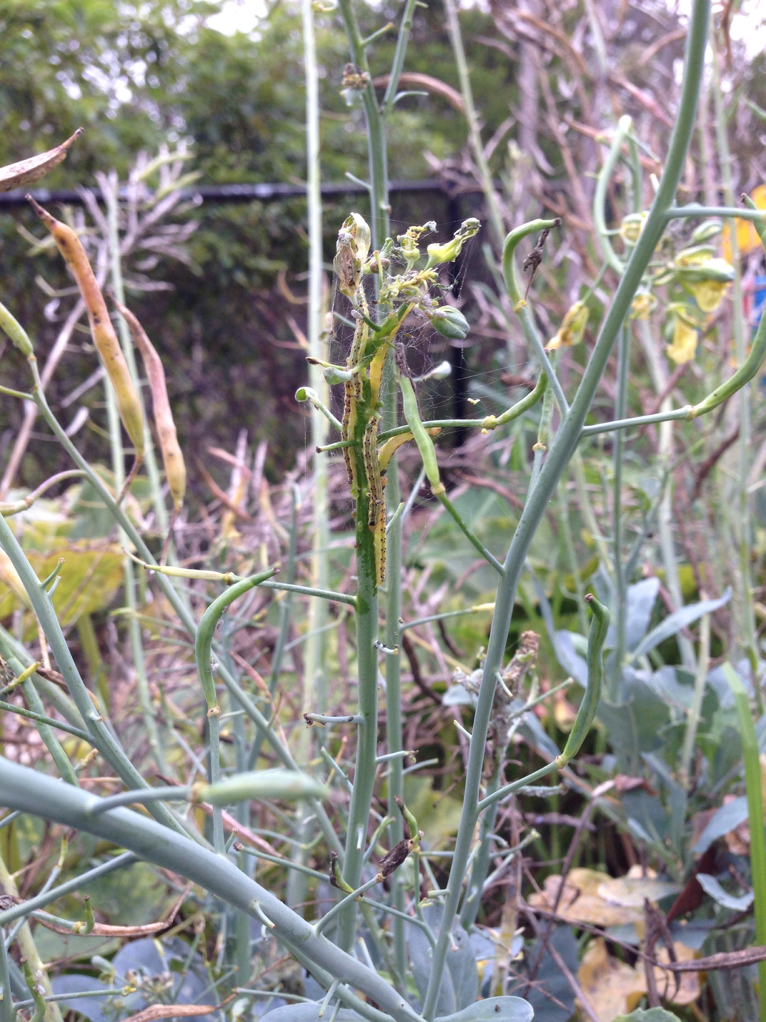 Caterpillars colonising broccoli