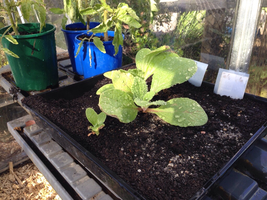 Borage seedling