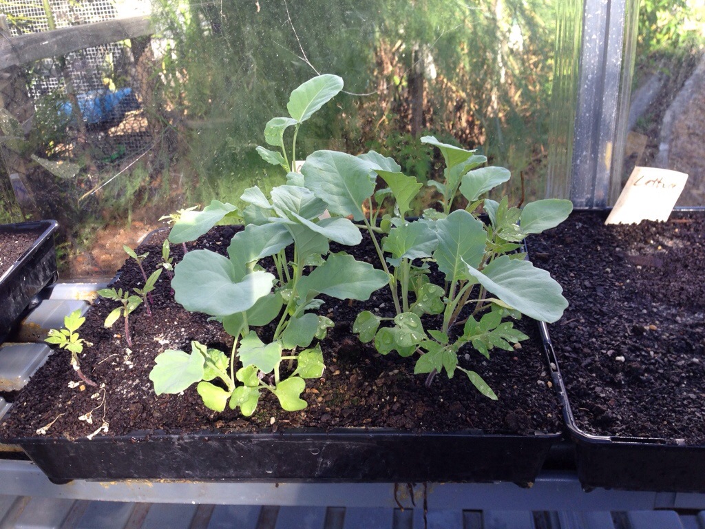 Greenhouse seedlings