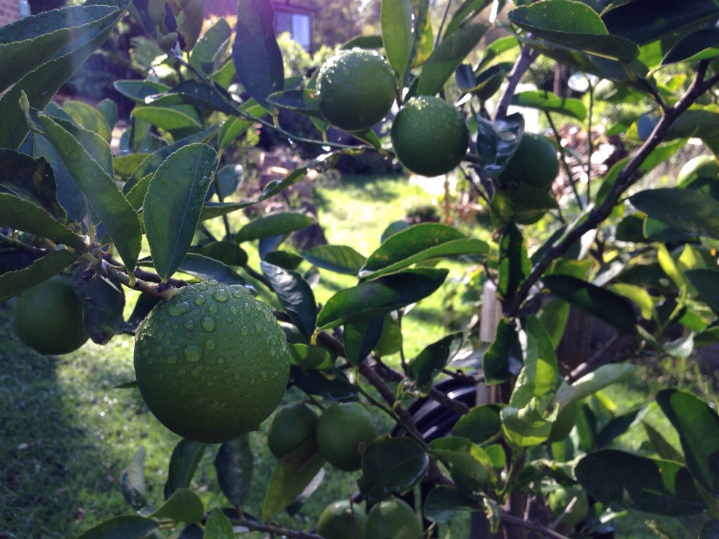 Tahitian limes