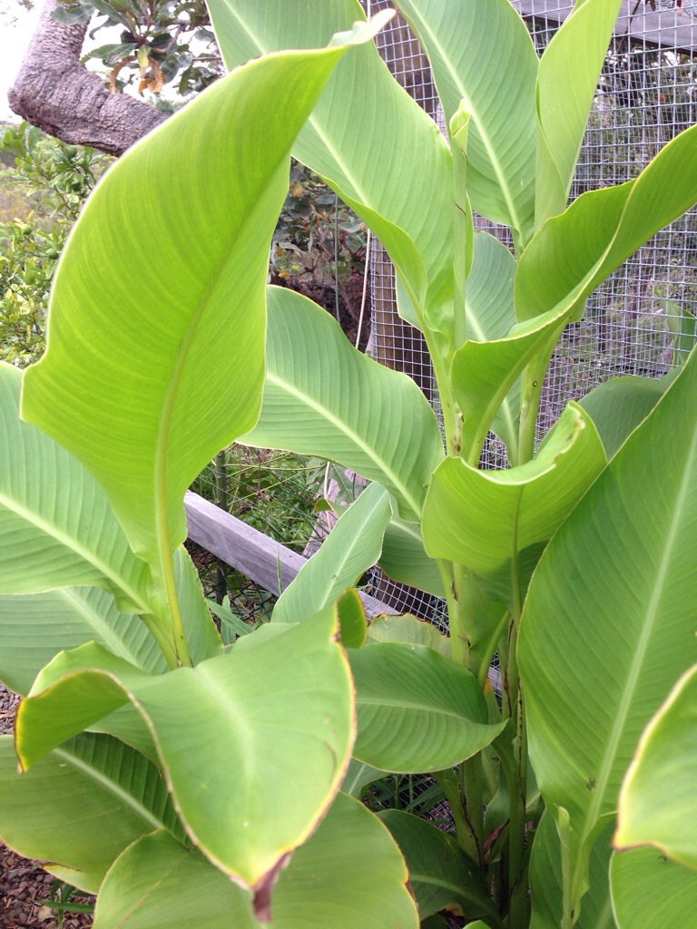 Queensland Arrowroot