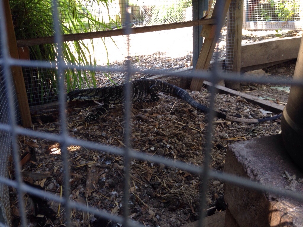 Goanna looking for a way out
