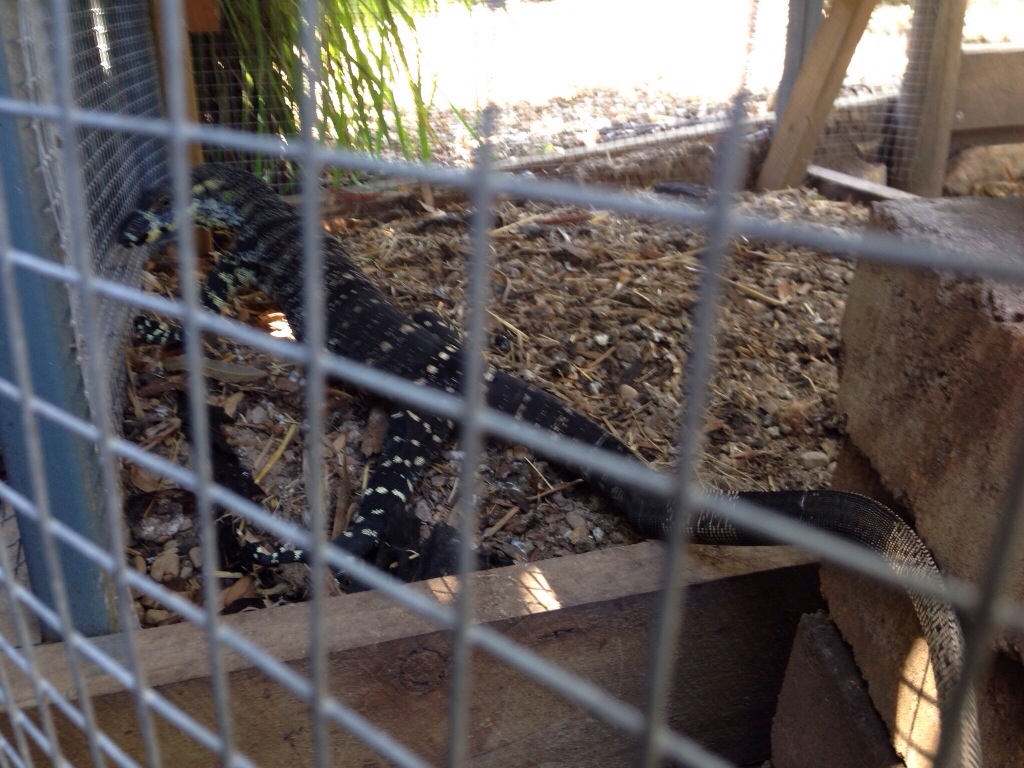 Frightened goanna