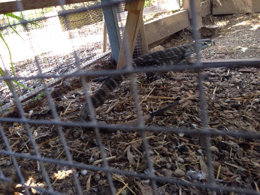 Goanna prowling