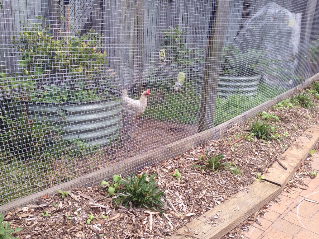 Matilda in the orchard