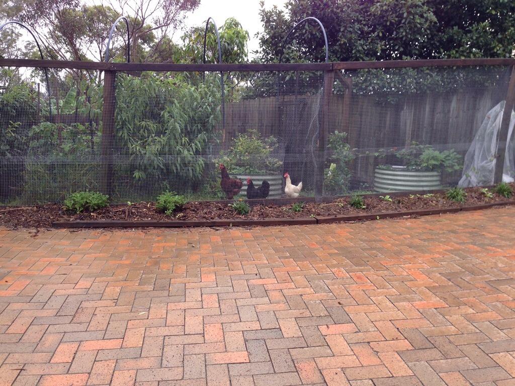 Silly chooks