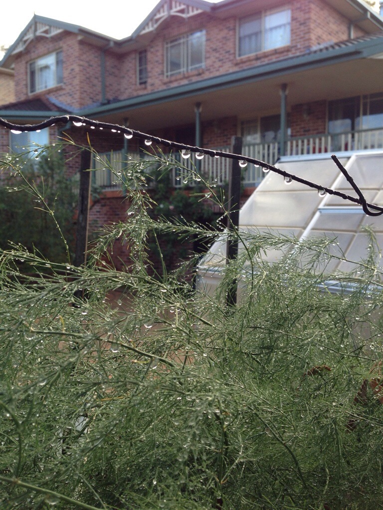 Raindrops teeter over the asparagus fronds