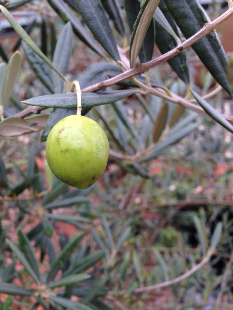 One olive on the tree