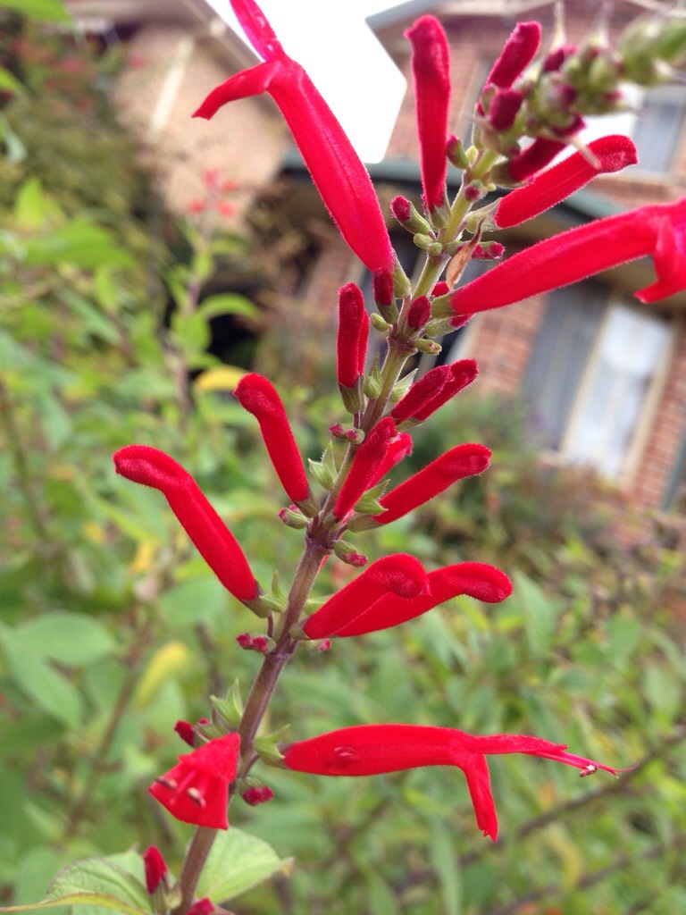 Pineapple sage makes a cheerful pop of red