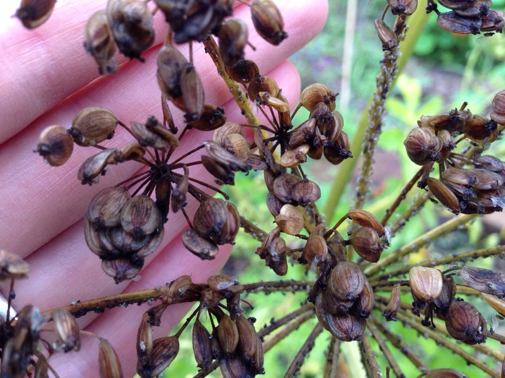 This parsnip seed is very soggy!
