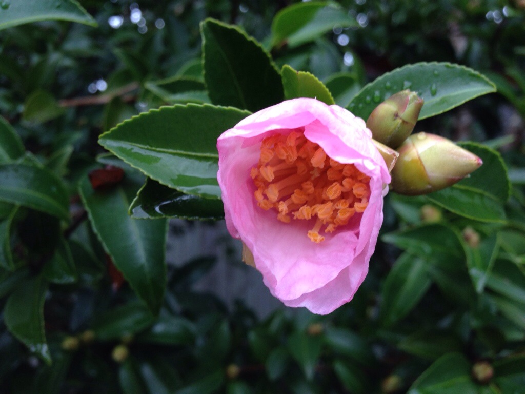 The first camellia on our row of bushes is just opening