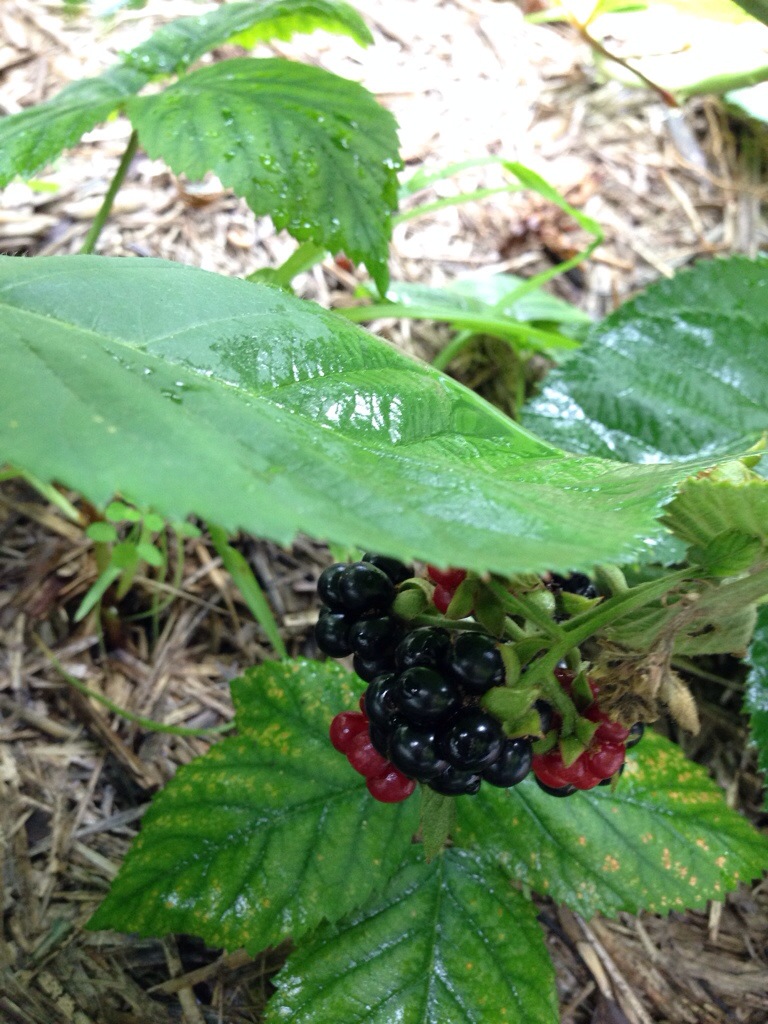 These blackberries were hiding, but not well enough! Nom nom nom!