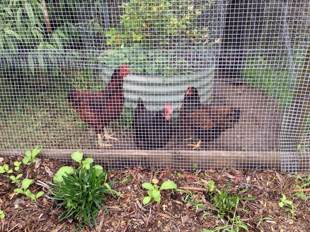 Now that Harriet is no longer broody, everyone is friends again.