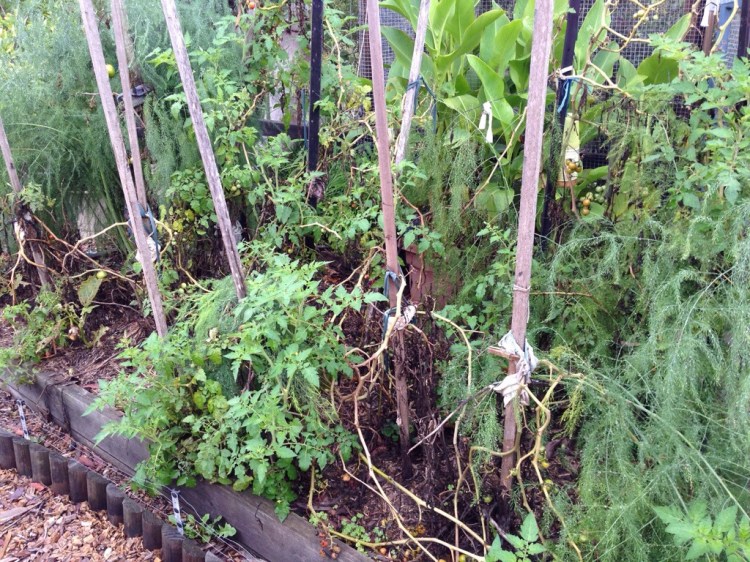 The tomatoes in this bed are starting to look a bit ragged