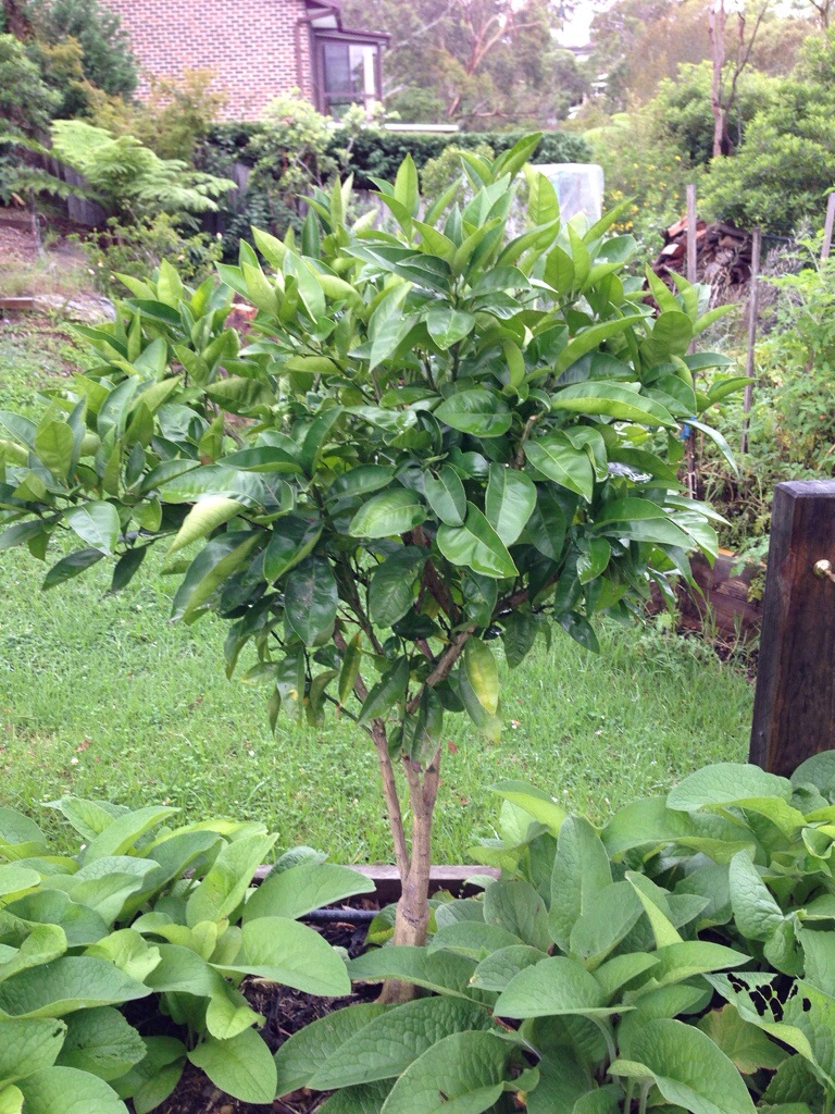 The Orange tree looks tidy again after pruning off the foliage affected by the citrus leaf miner