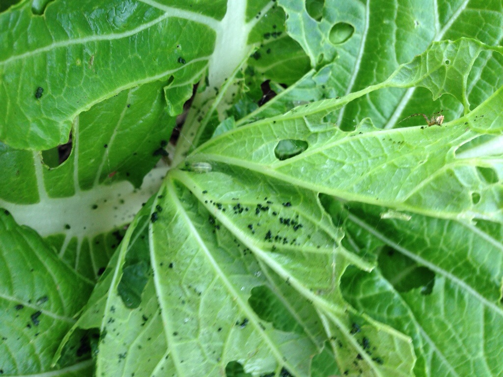 Lots of caterpillar and cabbage white moth pest damage to the bok choy plants this week.