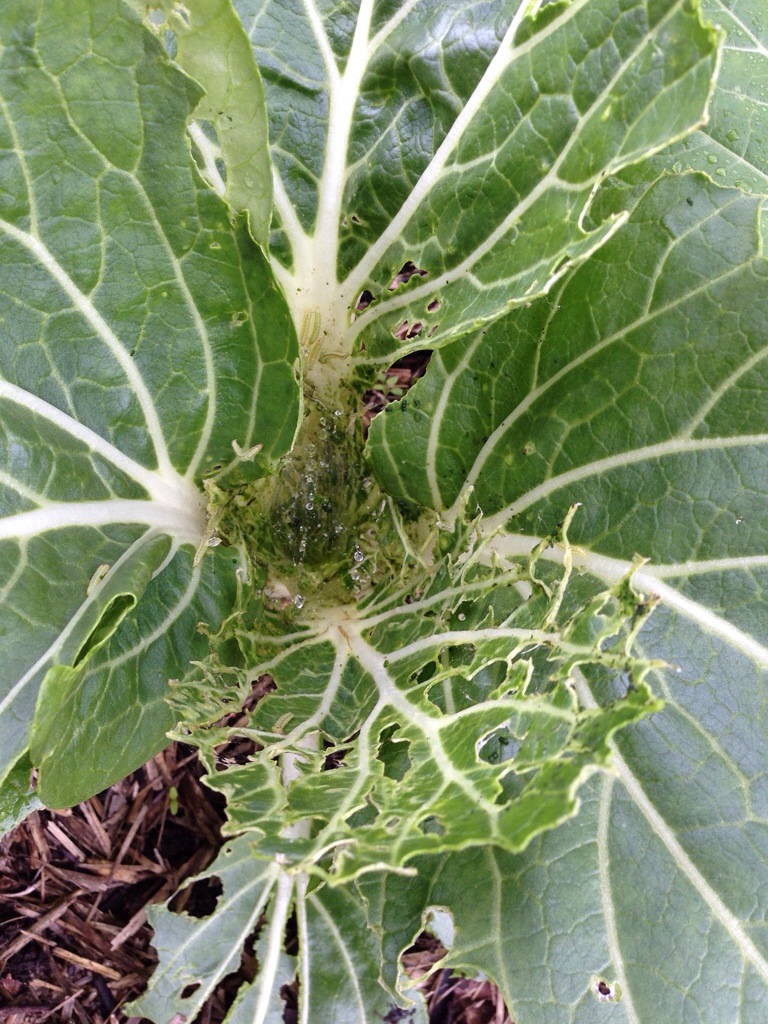 This one was so badly affected I fed it to the chooks. Nom nom nom!