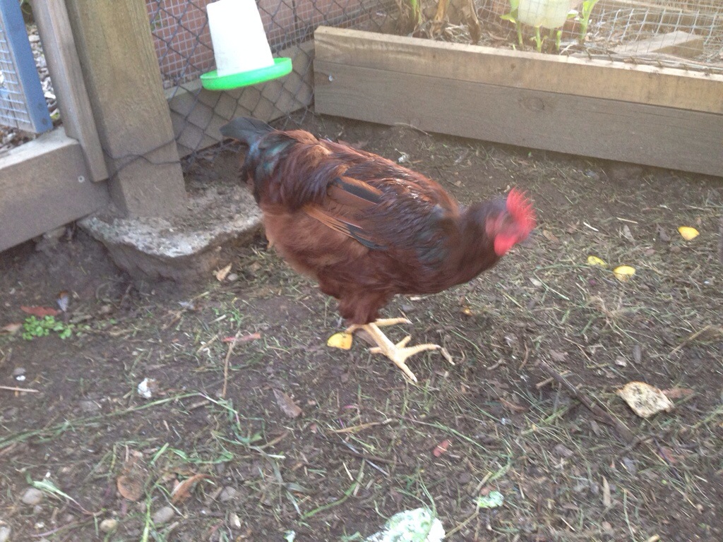 Rose has floppy tail feathers and a big wattle and comb