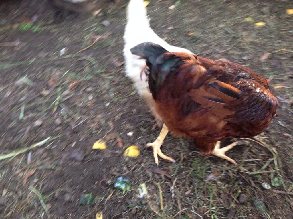 Detail of tail feathers