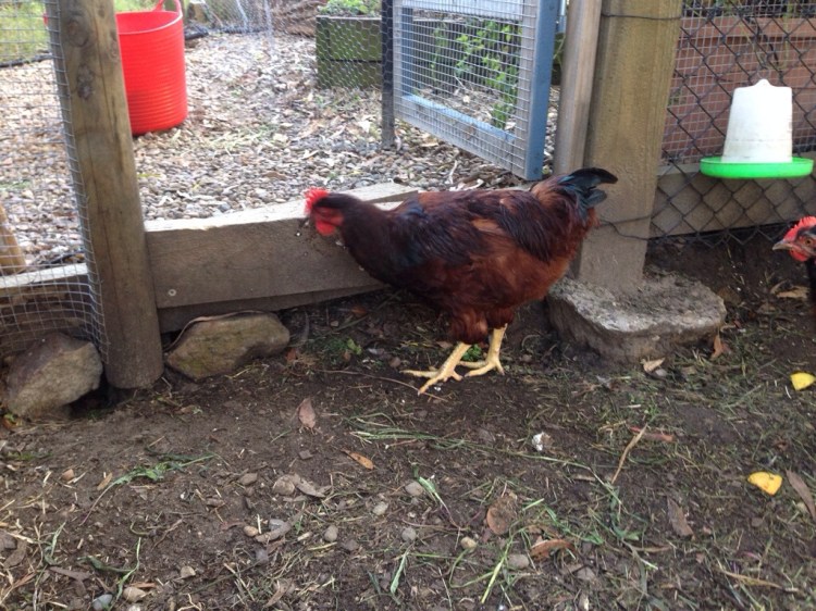 Rose, our mysterious chook