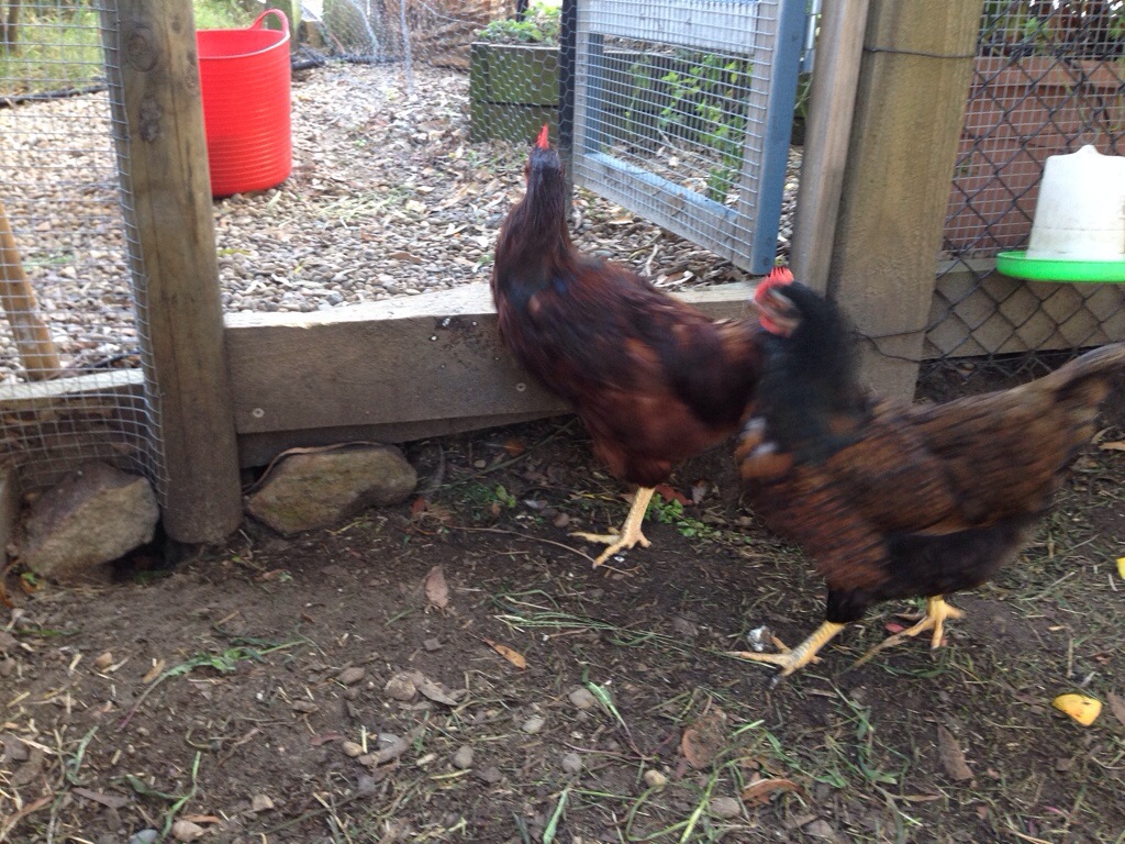 Rose and Harriet running out the door