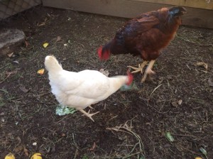 Rose and Matilda pecking scraps