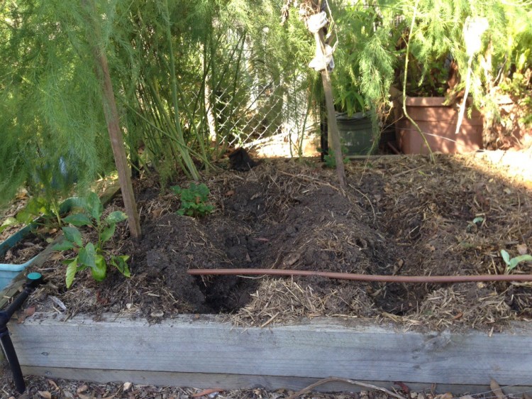 Potatoes buried in trenches