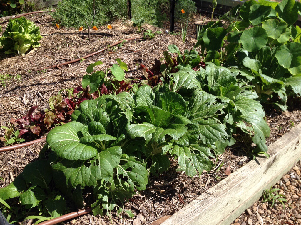 Bok Choy plants getting large