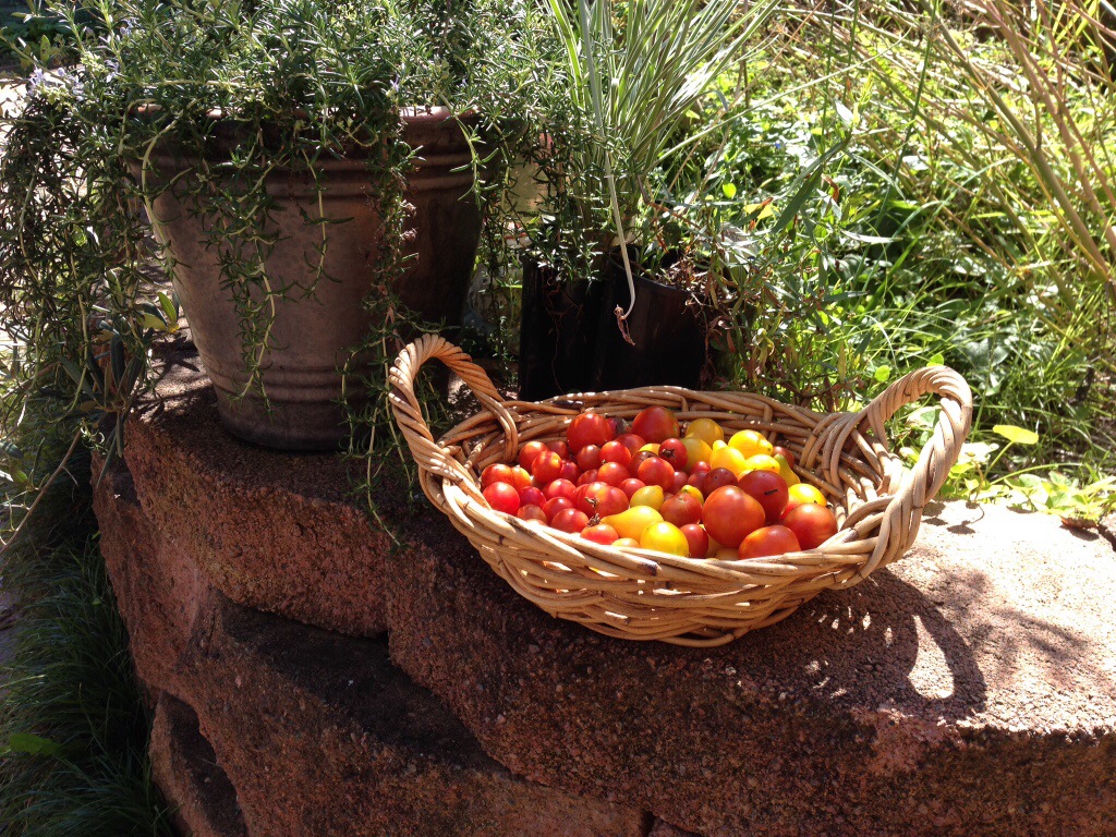 Basket of tomatoes